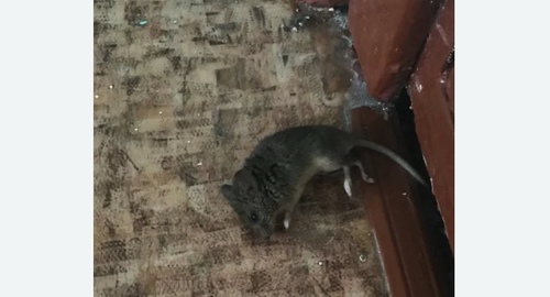 Дезинфекция от мышей во Фряново