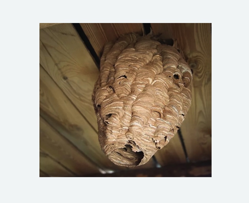 обработка от шершней во Фряново