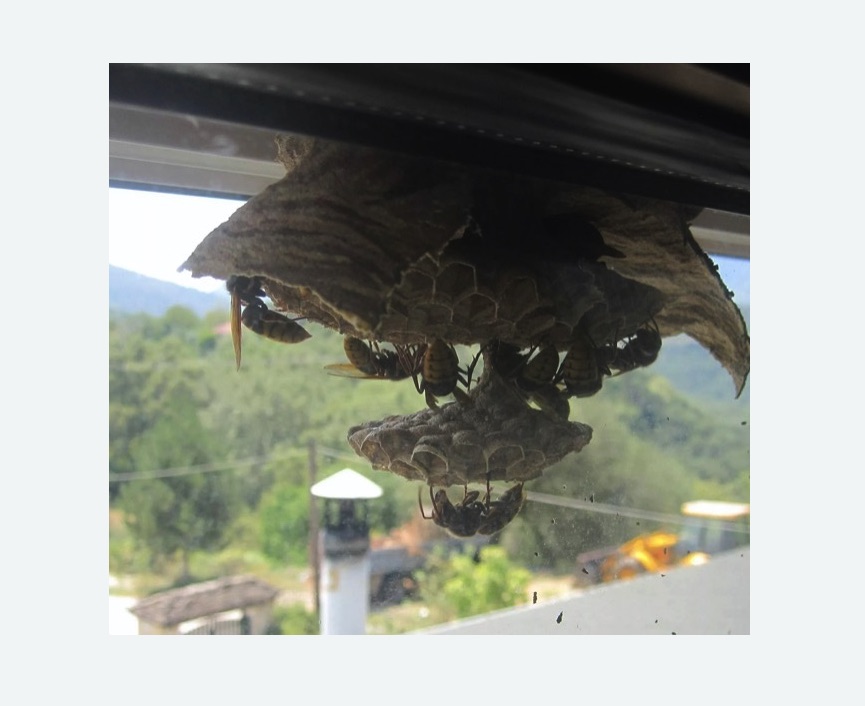 Уничтожение гнёзд шершней во Фряново