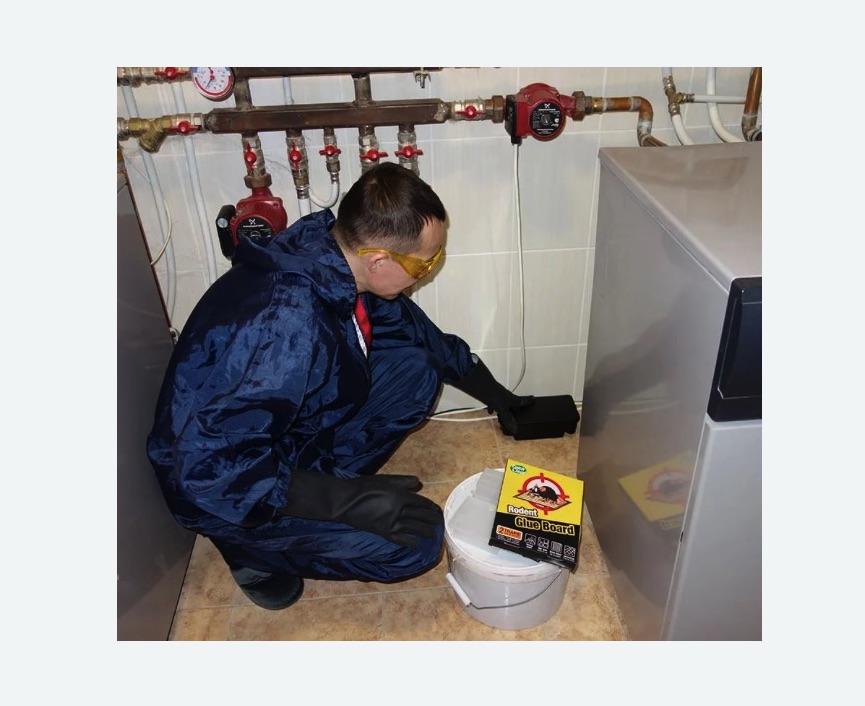 Уничтожение крыс во Фряново