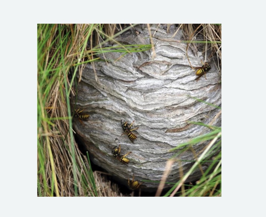 Уничтожение ос и ульев во Фряново